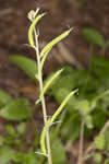 Ramping fumitory